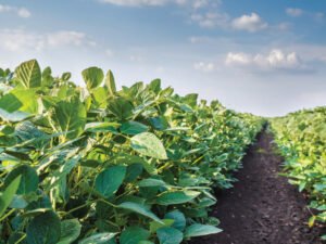 Vista aérea de plantação de proteína vegetal e seus benefícios